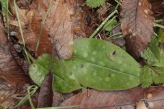 Pulmonaria
