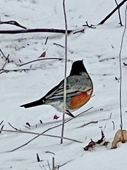 Turdus migratorius