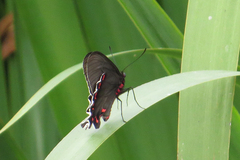 Parides bunichus damocrates