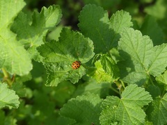 Harmonia axyridis
