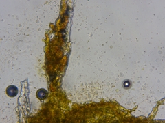 Chaenotheca hispidula