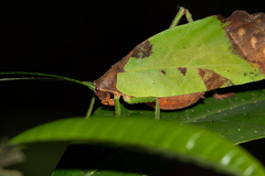 Pterochroza ocellata