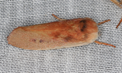 Cryptophasa rubescens