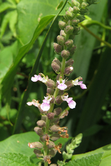 Teucrium vesicarium
