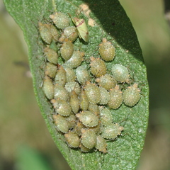 Arvelius albopunctatus