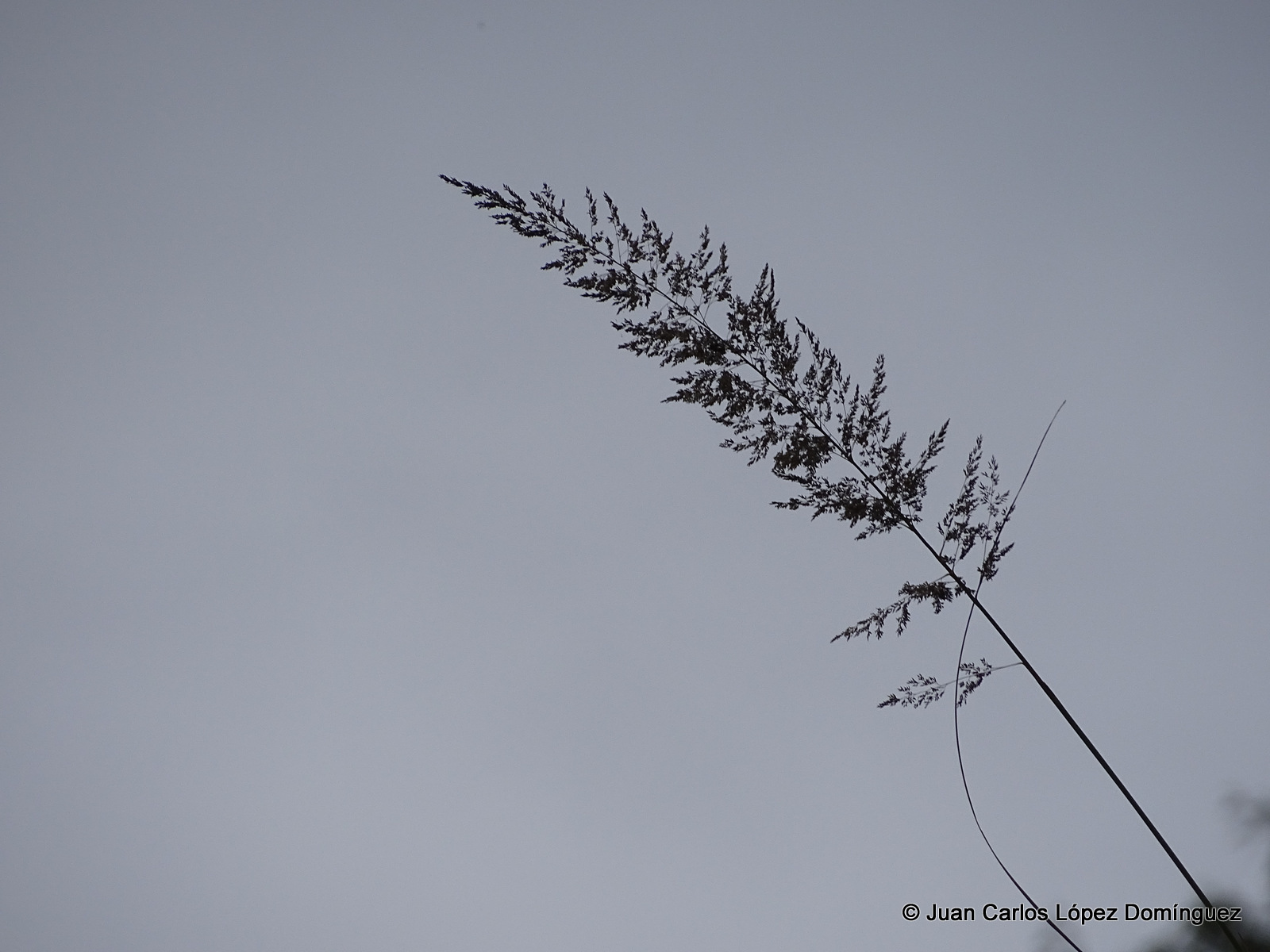Muhlenbergia glauca