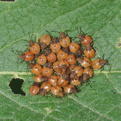 Arvelius albopunctatus