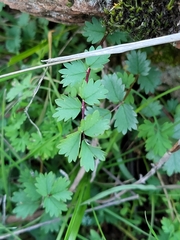 Sanguisorba minor