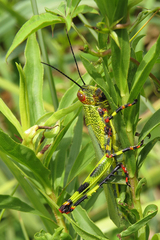 Zoniopoda tarsata