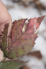 Phragmidium violaceum