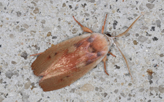 Cryptophasa rubescens