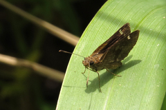 Cymaenes odilia