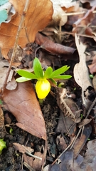 Eranthis hyemalis