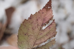 Phragmidium violaceum