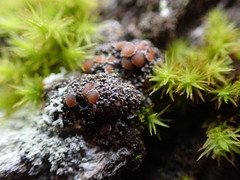 Fuscopannaria leucostictoides