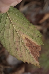 Phragmidium violaceum