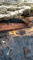 Dendroides canadensis