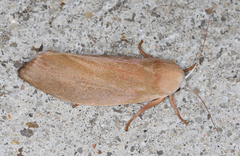 Cryptophasa rubescens