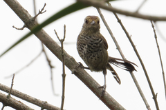 Thamnophilus ruficapillus