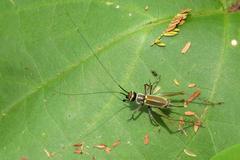 Phylloscyrtus amoenus