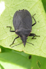 Mecocephala bonariensis