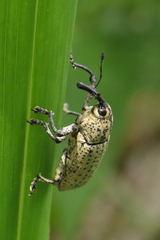 Acrotomopus microspilotus