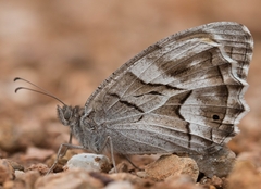 Hipparchia fidia
