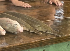 Lepisosteus oculatus