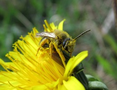 Andrena chrysosceles