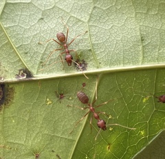 Oecophylla longinoda