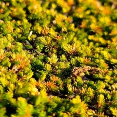 Selaginella cinerascens