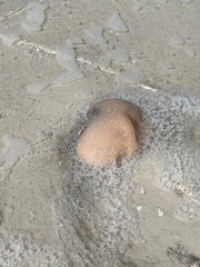 Aplidium stellatum