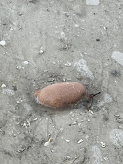 Aplidium stellatum