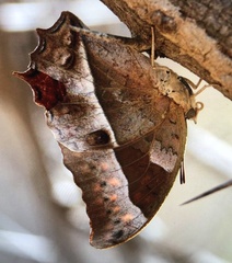 Charaxes varanes