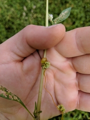 Smicronyx sculpticollis