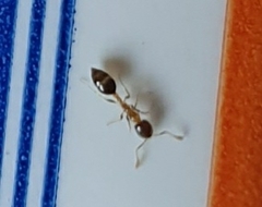 Monomorium floricola