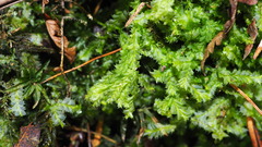 Lophocolea bidentata