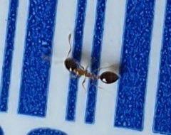 Monomorium floricola