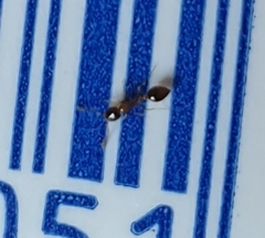 Monomorium floricola