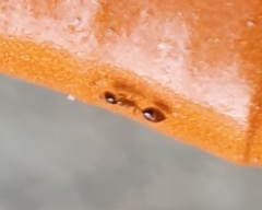 Monomorium floricola