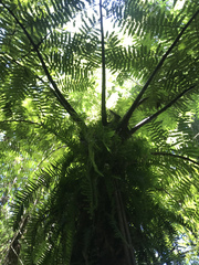 Cyathea atrovirens