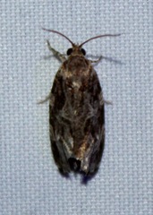 Phaecasiophora confixana
