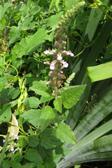 Teucrium vesicarium