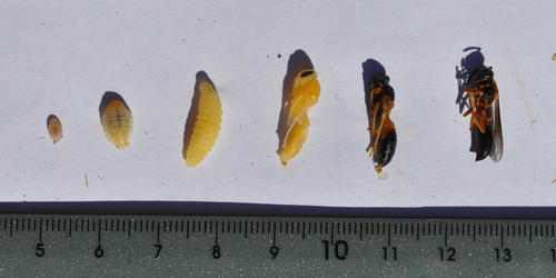 Polybia sericea photo 5