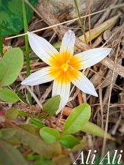 Romulea bulbocodium