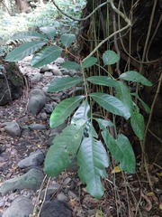 Dysoxylum hongkongense