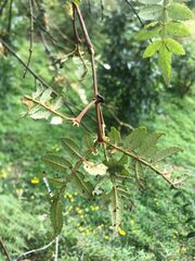 Weinmannia pubescens