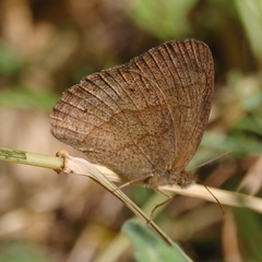 Yphthimoides ochracea