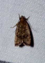 Psilocorsis quercicella