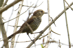 Thamnophilus ruficapillus